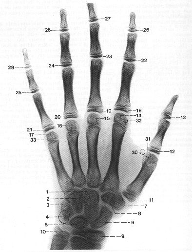 Liste de tout les os de la main et du poignet
